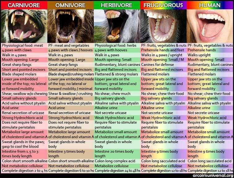 Omnivore_carnivore chart