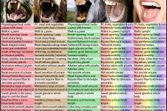 Omnivore_carnivore chart